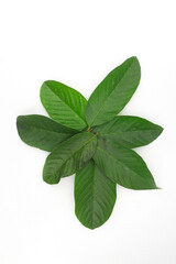 Fototapeta premium a group of guava leaves isolated on white background.