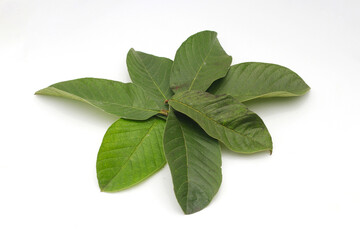 a group of guava leaves isolated on white background.