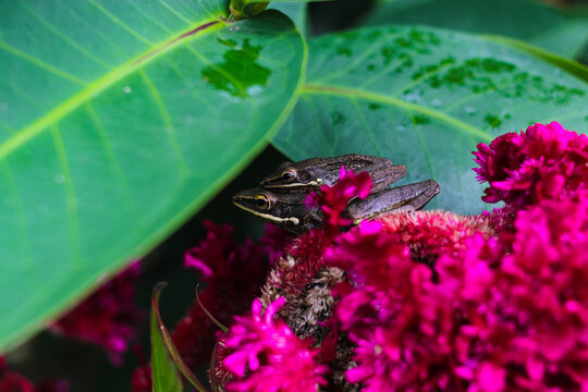 รูปภาพPolypedates เลือกดูภาพถ่ายสต็อก เวกเตอร์ และวิดีโอ778 Adobe Stock