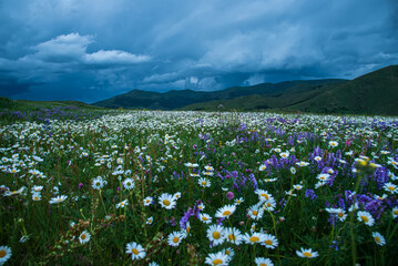 A beautiful view of a chamomile field against the backdrop of mountains