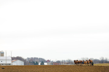 Two Amish men plowing the field with their horses under a big white sky | Holmes County, Ohio