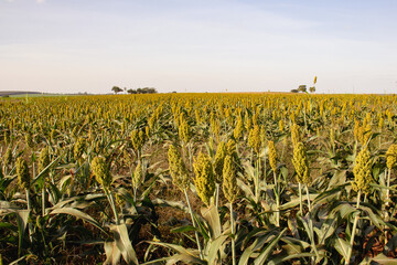 Sorghum plantation with yellow, green and blue colors on a clear and cloudless day in an agricultural field in Brazil - Barretos/SP