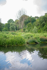 Fototapeta na wymiar A small lake by the forest