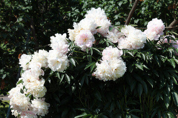 Pink-white double flowers of Paeonia lactiflora (cultivar Maya Plisetskaya). Flowering peony in garden