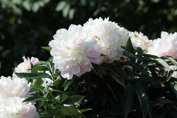 Pink-white double flowers of Paeonia lactiflora (cultivar Maya Plisetskaya). Flowering peony in garden