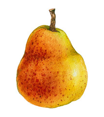 Watercolor realistic yellow pear illustration. Summer fruit, botanical plant, Cookbook  stickers isolated on white background