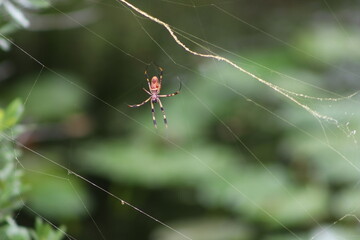 spider on the web