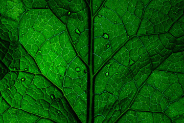 Green leaf background texture, macro. Close up.
