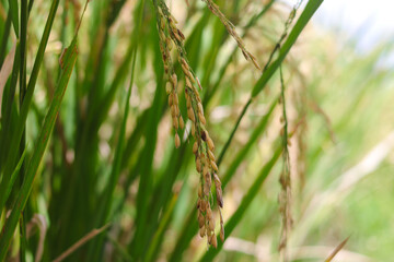 Close-up view of rice or paddy with blurred background in the fields in the morning