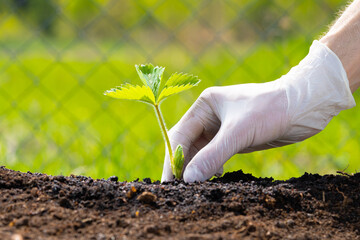 Farmer's hand planting seedlings of strawberries in the garden.