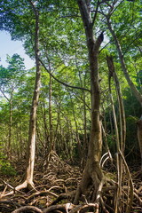 A small river flows through a mangrove forest with thick trees with twisted roots. The water is green and clear. Dominican Republic