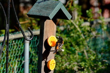 Baltimore Oriole eating from an orange in Ontario, Canada.