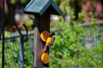 Baltimore Oriole eating from an orange in Ontario, Canada.