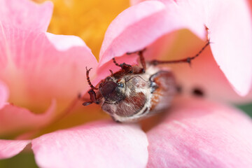 Cockchafer Melolontha May Beetle Bug Insect Macro Portrait. Maybug nibbles on a peony flower