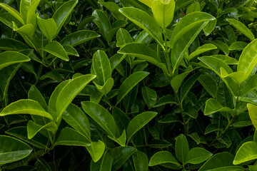 Beautiful nature background of vertical garden with tropical green leaf