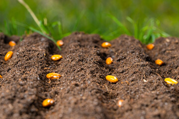 Bean seeds close-up on dark soil, background, copy space. Selective focus