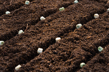 Pea seeds close-up on dark soil, background, copy space. Selective focus