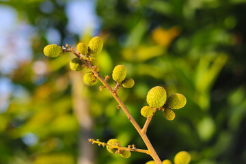 Fototapeta premium Young longan fruits with blurred green background on longan orchard.