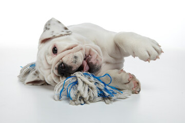 English Bulldog Puppy