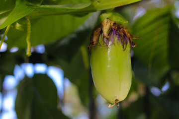 young Passiflora quadrangularis fruits (also known as the giant granadilla, barbadine, grenadine,...