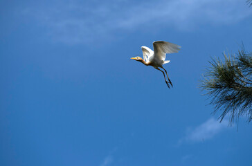Cattle Egret (Bubulcus ibis)