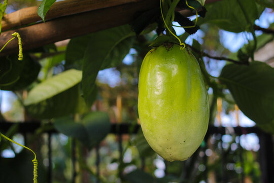 Passiflora quadrangularis fruits (also known as the giant granadilla, barbadine, grenadine, giant tumbo or badea) hanging on tree in the Passiflora orchard.