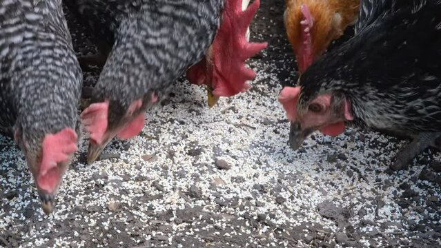 Close up view on hens bite feed. Organic farm with poultry breeding concept. Chickens on the farm.