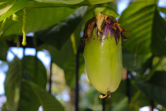 young Passiflora quadrangularis fruits (also known as the giant granadilla, barbadine, grenadine, giant tumbo or badea) growing on tree vines in the Passiflora orchard.