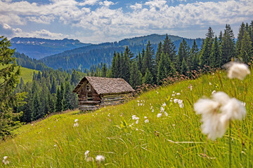 Balderschwang - Stadel - Wollgras - Sommer - Alpen