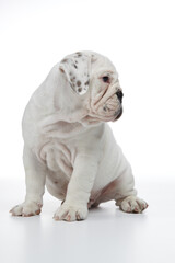 English Bulldog Puppy photographed on a white back drop