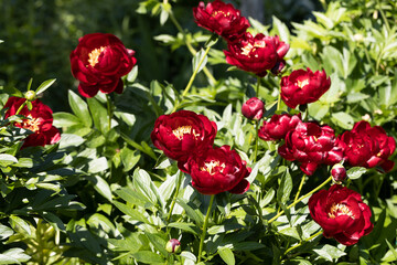 Paeonia Buckeye Belle flowers in garden. Paeonia lactiflora Chinese peony or common garden peony