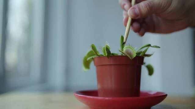 Feeding venus flytrap insects with tweezers