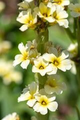 Close up of satin flowers (sisyrinchium striatum) in bloom