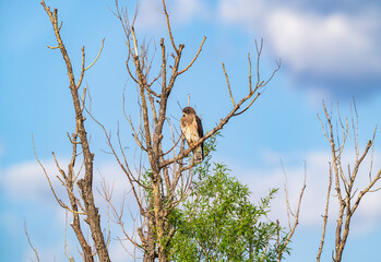 A Swainson's Hawk in early Springtime, getting some shut eye while basking in the afternoon sunlight, in a beautiful peaceful setting of blue sky and white clouds.