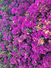 Fototapeta premium pink flowers in the garden