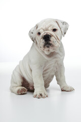 English Bulldog Puppy photographed on a white back drop