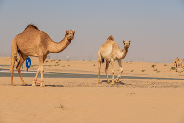 View of camel on the desert in United Arab Emirates