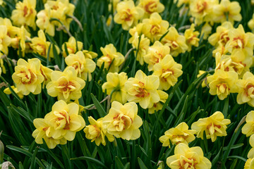 Obraz premium Double Yellow and orange narcissus daffodil flowers growing in the spring garden