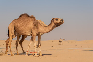View of camel on the desert in United Arab Emirates