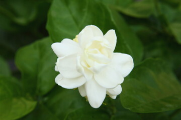 Obraz na płótnie Canvas white indian jasmine or mogra flower on plant,closeup