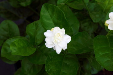 white indian jasmine or mogra flower on plant,closeup