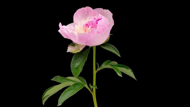4K Time Lapse of blooming pink Peony flower isolated on black background. Timelapse of Peony petals close-up. Time-lapse of big flower opening.