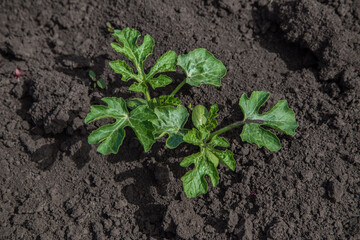 young watermelon seedlings growing on the vegetable bed