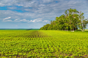 Soybean field ripening at spring season, agricultural landscape