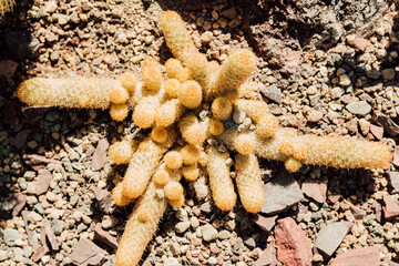 The cactus grows in the rocks. Top view sunny day