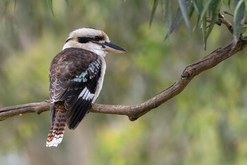 Kookaburra (Dacelo novaguineae) perched on a branch in the evening, Sydney, Australia. Beautiful Australian bird portrait.