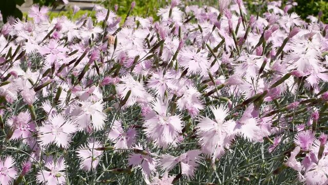 Pink dianthus plumarius in garden