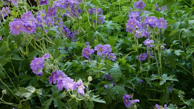Geranium meadow or geranium pratense in garden