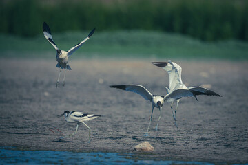 Säbelschnäbler im Wasser