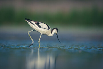 Säbelschnäbler im Wasser